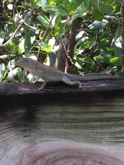 Anolis cristatellus cristatellus