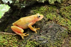 Hyperolius kivuensis