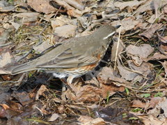 Turdus iliacus