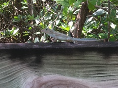 Anolis cristatellus cristatellus
