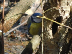 Cyanistes caeruleus
