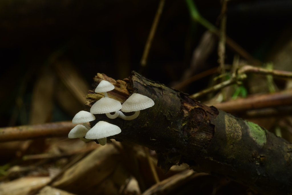 Favolaschia manipularis · July 2015 · photo: © raingel (iNaturalist, cc-by)