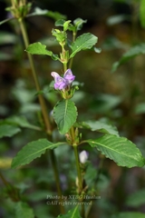 Hygrophila phlomoides