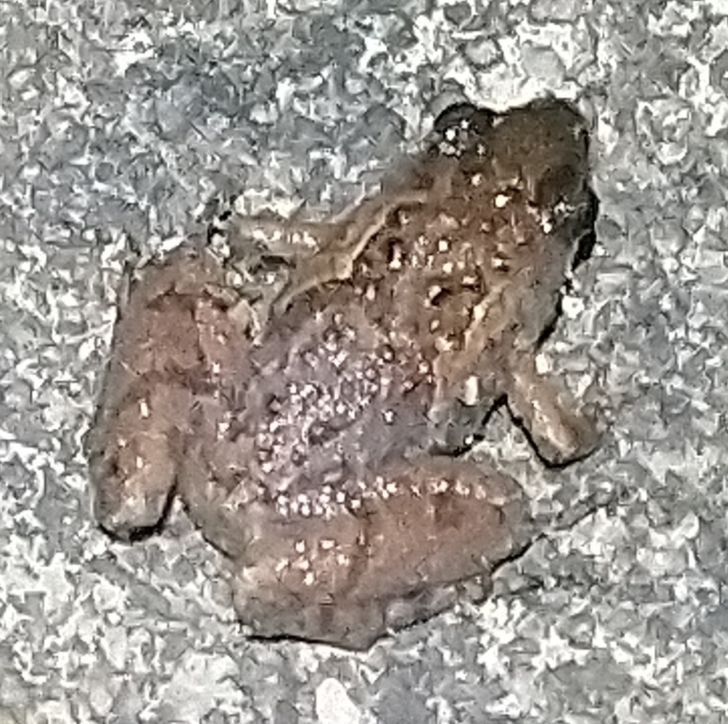 Tubercled Pygmy Frog From Ko Yao Noi Ko Yao District Phang Nga Thailand On December 22 2021