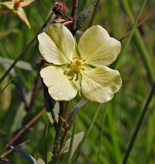 Ludwigia sericea