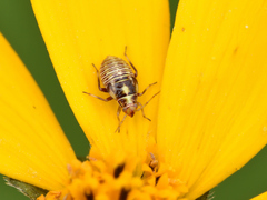 Neocapsus