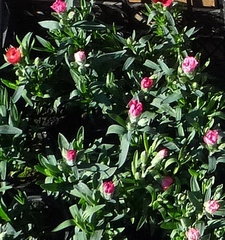 Dianthus caryophyllus