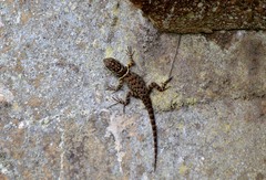 Sceloporus aureolus