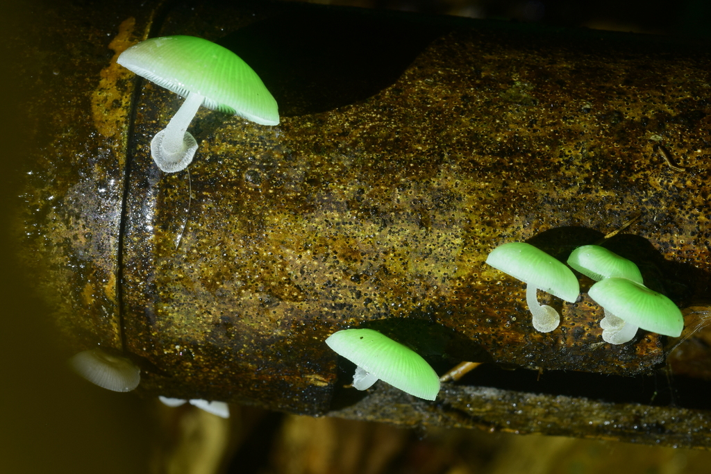 Mycena chlorophos · July 2015 · photo: © raingel (iNaturalist, cc-by)
