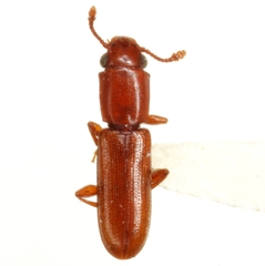 Cathartus quadricollis