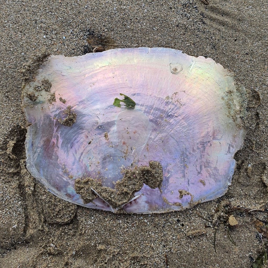 Saddle Window Shell