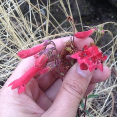 Penstemon isophyllus