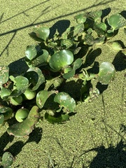 Pontederia crassipes