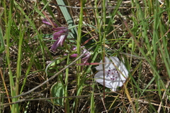 Calochortus umbellatus