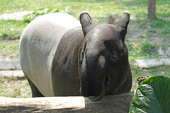 Tapirus indicus