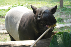 Tapirus indicus