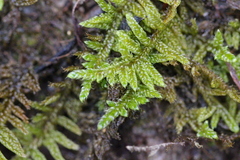 Hypnum plumaeforme