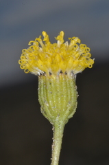 Senecio miser