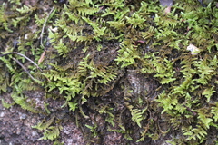 Hypnum plumaeforme