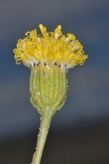 Senecio miser