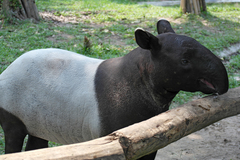 Tapirus indicus