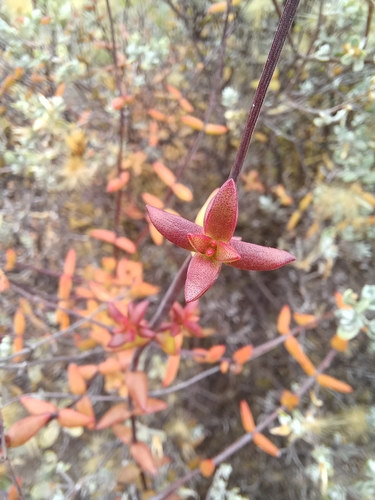Crassula subaphylla