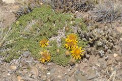 Brachyclados caespitosus