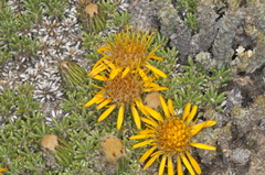 Brachyclados caespitosus