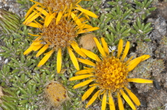 Brachyclados caespitosus