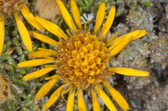 Brachyclados caespitosus