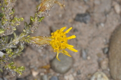 Nardophyllum bryoides