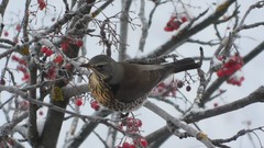 Turdus pilaris