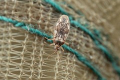 Monosteira unicostata