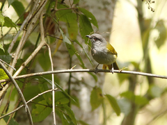 Arizelocichla nigriceps