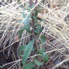 Penstemon isophyllus