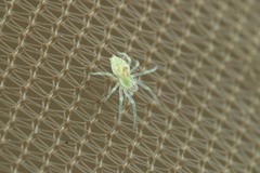 Nigma puella