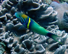 Thalassoma hebraicum