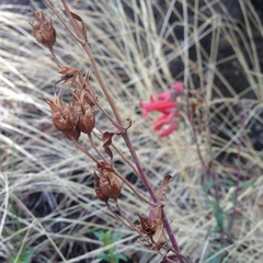 Penstemon isophyllus