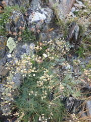 Cherleria circassica