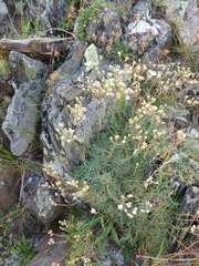 Cherleria circassica