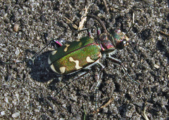 Cicindela soluta