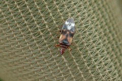 Anthocoris nemoralis