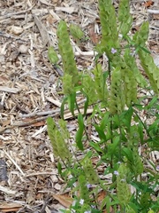 Yeatesia platystegia