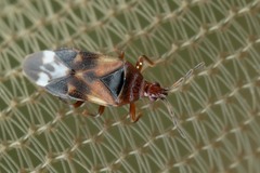 Anthocoris nemoralis