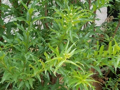 Cephalanthus salicifolius