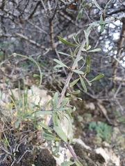 Rhamnus lycioides