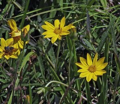 Aspilia pascalioides