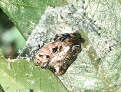 Verrucosa meridionalis