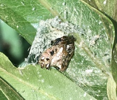 Verrucosa meridionalis