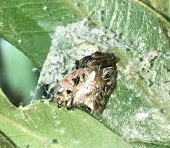 Verrucosa meridionalis